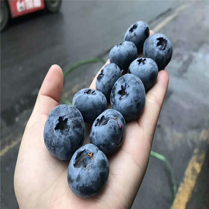 莱克西蓝莓苗批发价格_莱克西蓝莓苗育苗基