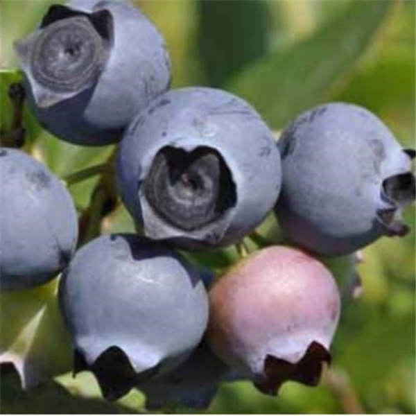 法新蓝莓苗果实个头大产量高的一种蓝梅品种