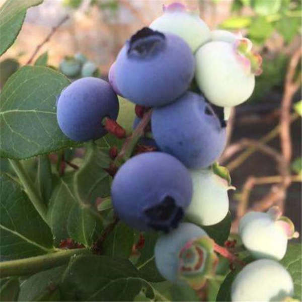 云雀蓝莓苗在哪里能买到、地载苗价格多少钱
