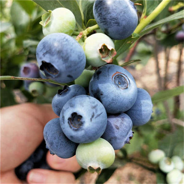 1702蓝莓苗哪里有卖价格多少钱一颗