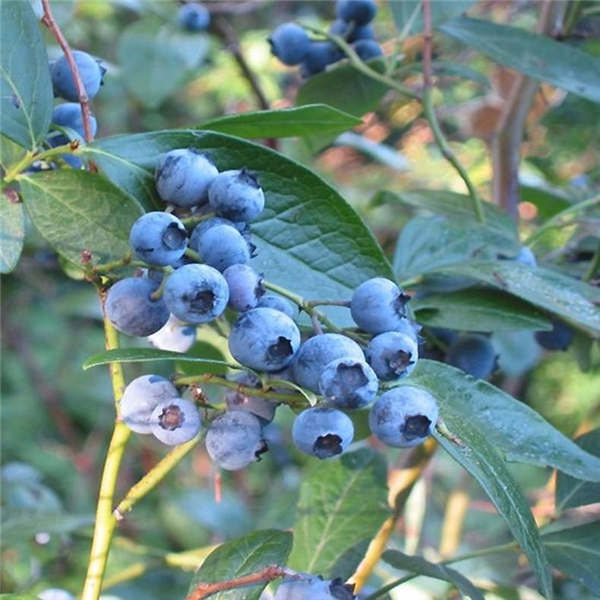 云雀蓝莓(图1)