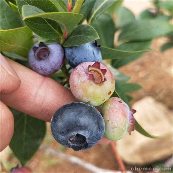 大棚种植蓝莓苗应该怎么处理，蓝莓树苗怎么