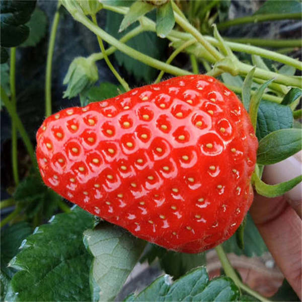 红颜草莓苗栽植之后应该怎么管理，管理方法